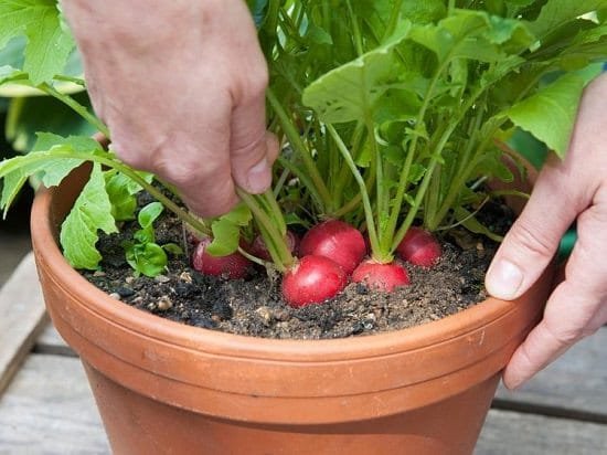 Η καλλιέργεια ραπανιών σε δοχεία και γλάστρες είναι γρήγορη και εύκολη.  Και μπορείτε να απολαύσετε το πιο τραγανό και με την καλύτερη γεύση ραπανάκι χωρίς κήπο.