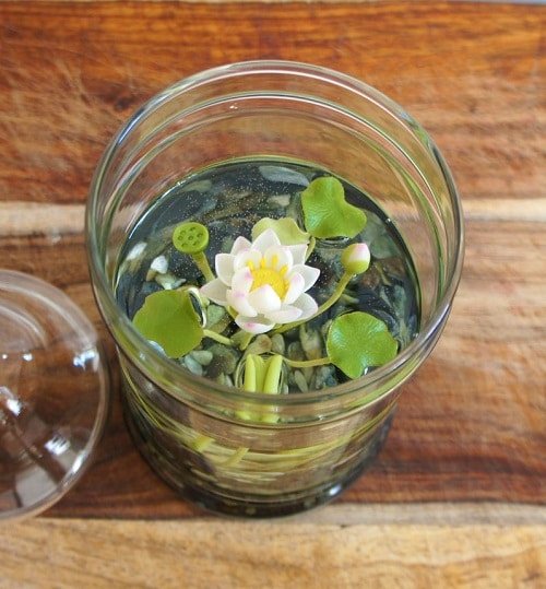 Πώς να φυτέψετε ένα λουλούδι λωτού σε ένα ποτήρι 2