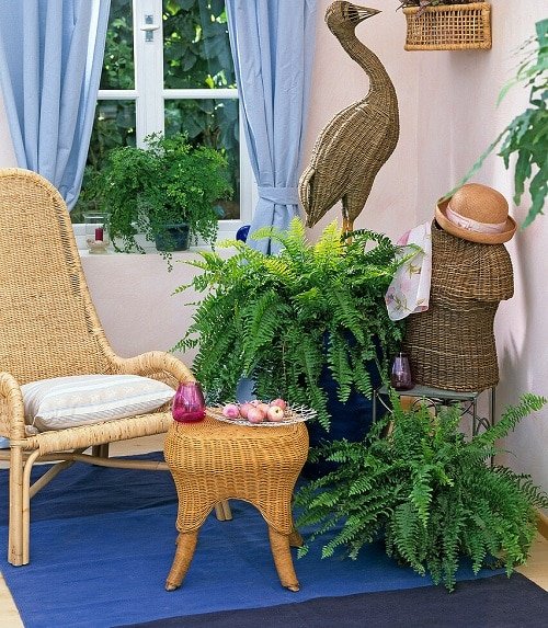 Φυτά εσωτερικού χώρου για να διατηρήσετε το σπίτι σας δροσερό το καλοκαίρι
