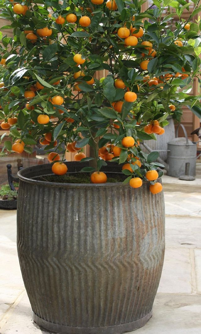 πορτοκάλια σε ένα δοχείο