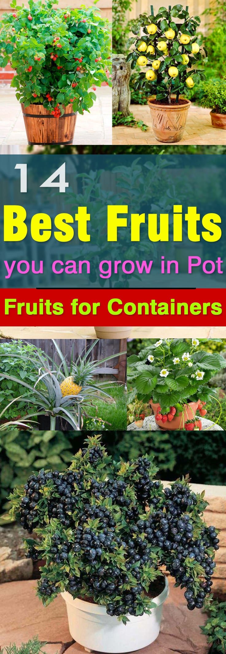 Όχι μόνο λαχανικά, αλλά και φρούτα μπορούν να φυτευτούν σε γλάστρες.  Εδώ είναι 14 από τα καλύτερα φρούτα για καλλιέργεια σε δοχεία.