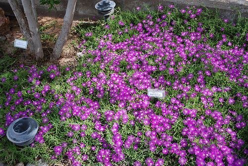 8. Καλύψτε το έδαφος με μωβ λουλούδια.