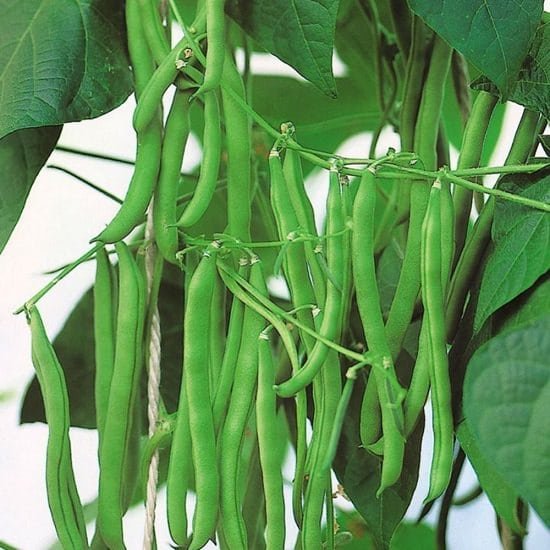 8. Καλλιεργήστε ασιατικά λαχανικά