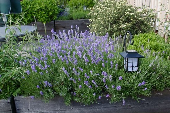 9 έξυπνοι τρόποι για να χρησιμοποιήσετε μπαχαρικά κήπου