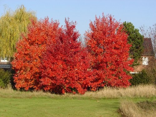 δέντρο με κόκκινα φύλλα10