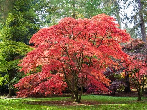 δέντρο με κόκκινα φύλλα 8