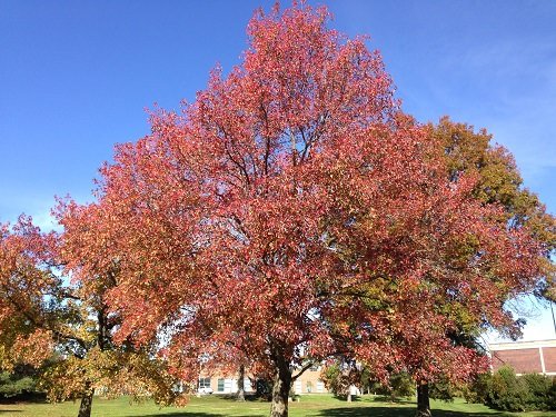 δέντρο με κόκκινα φύλλα 62