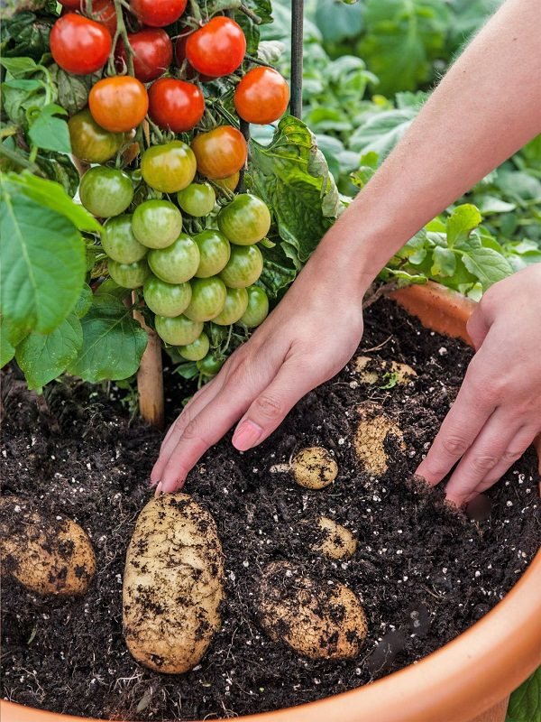 10 καλύτεροι τρόποι για να καλλιεργήσετε πατάτες
