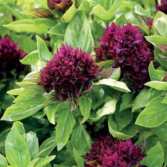 Μάθετε για τις 18 ποικιλίες βασιλικού που μπορείτε να καλλιεργήσετε στον κήπο και τα δοχεία σας για την εμφάνιση, τη μυρωδιά, τη μαγειρική και τη φαρμακευτική τους χρήση!